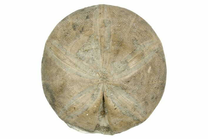 Jurassic Echinoid (Clypeus) Fossil - Jaulny, France #254009